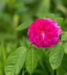 Strauchrose 'Rose de Resht' - Rosa 'Rose de Resht' STR IV