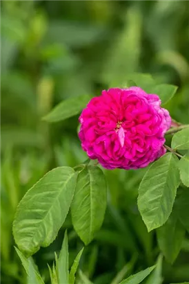 Strauchrose 'Rose de Resht' - Rosa 'Rose de Resht' STR IV