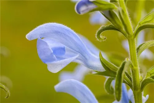 Wiesen-Salbei - Salvia pratensis