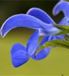 Wiesen-Salbei - Salvia pratensis