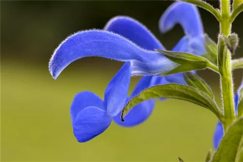 Wiesen-Salbei - Salvia pratensis