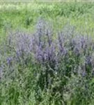 Wiesen-Salbei - Salvia pratensis