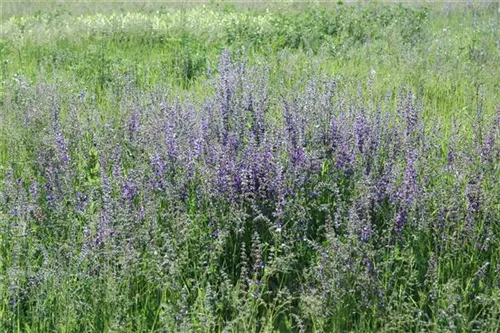 Wiesen-Salbei - Salvia pratensis