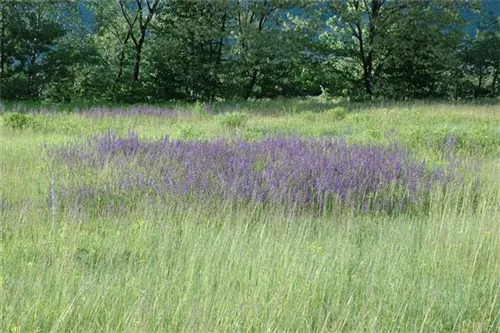 Wiesen-Salbei - Salvia pratensis