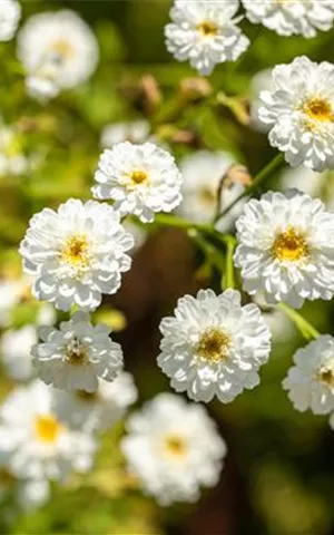 Tanacetum parthenium