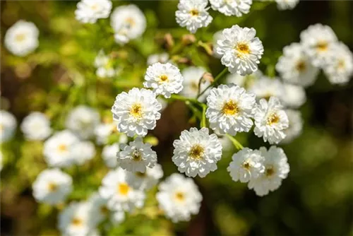 Mutterkraut - Tanacetum parthenium