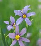 Schmalblättriges Grasschwertel - Sisyrinchium angustifolium