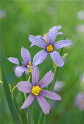 Schmalblättriges Grasschwertel - Sisyrinchium angustifolium