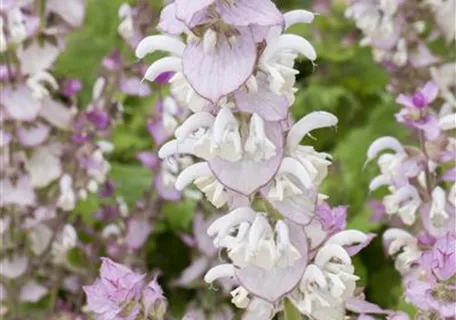 Salvia sclarea - Muskateller-Salbei