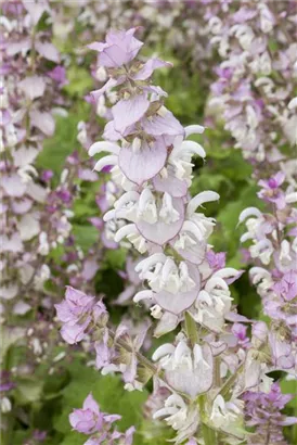 Muskateller-Salbei - Salvia sclarea