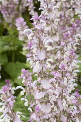 Muskateller-Salbei - Salvia sclarea