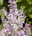 Muskateller-Salbei - Salvia sclarea