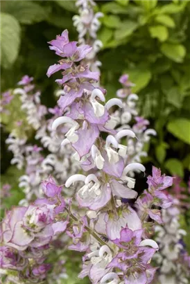 Muskateller-Salbei - Salvia sclarea