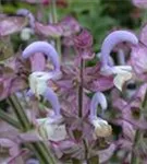 Muskateller-Salbei - Salvia sclarea