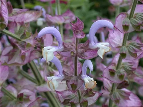 Muskateller-Salbei - Salvia sclarea