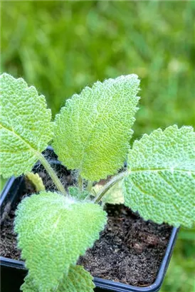 Muskateller-Salbei - Salvia sclarea