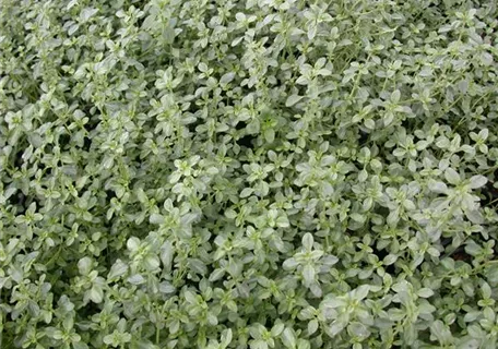 Thymus x citriodorus 'Silver Queen' - Weißrandiger Garten-Thymian