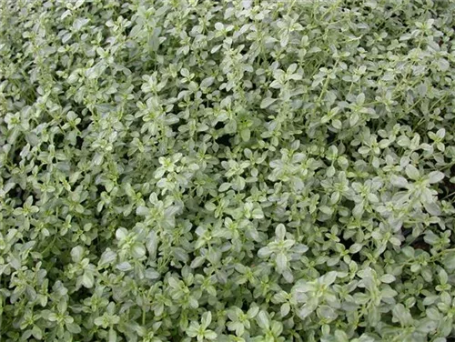 Weißrandiger Garten-Thymian - Thymus x citriodorus 'Silver Queen'