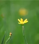 Kalifornisches Grasschwertel - Sisyrinchium californicum