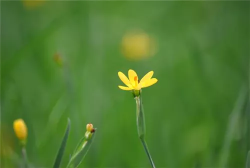 Kalifornisches Grasschwertel - Sisyrinchium californicum