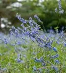 Moor-Salbei - Salvia uliginosa