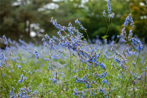 Moor-Salbei - Salvia uliginosa