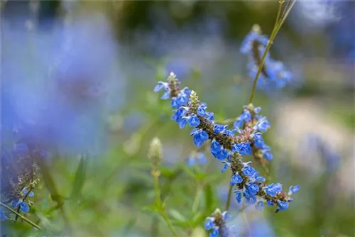 Moor-Salbei - Salvia uliginosa