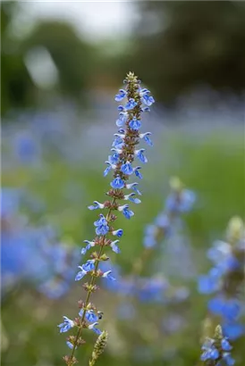 Moor-Salbei - Salvia uliginosa