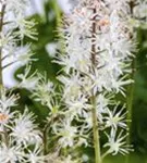 Herzblättrige Schaumblüte - Tiarella cordifolia