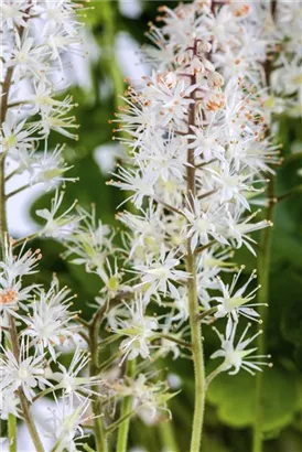 Herzblättrige Schaumblüte - Tiarella cordifolia