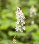 Herzblättrige Schaumblüte - Tiarella cordifolia