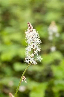 Herzblättrige Schaumblüte - Tiarella cordifolia