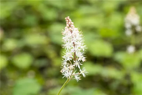 Herzblättrige Schaumblüte - Tiarella cordifolia