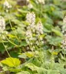 Herzblättrige Schaumblüte - Tiarella cordifolia