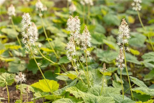 Herzblättrige Schaumblüte - Tiarella cordifolia