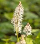 Herzblättrige Schaumblüte - Tiarella cordifolia