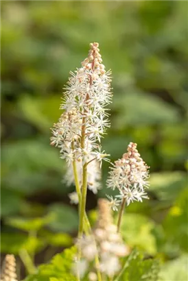 Herzblättrige Schaumblüte - Tiarella cordifolia