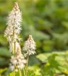 Herzblättrige Schaumblüte - Tiarella cordifolia