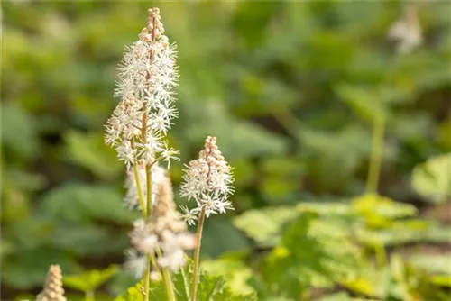 Herzblättrige Schaumblüte - Tiarella cordifolia