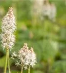 Herzblättrige Schaumblüte - Tiarella cordifolia