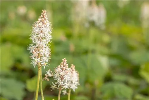 Herzblättrige Schaumblüte - Tiarella cordifolia