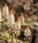 Amerikanische Schaumblüte - Tiarella wherryi