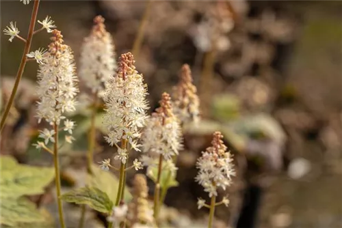 Amerikanische Schaumblüte - Tiarella wherryi