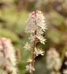 Amerikanische Schaumblüte - Tiarella wherryi