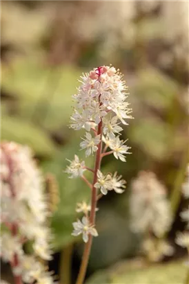 Amerikanische Schaumblüte - Tiarella wherryi