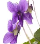 Garten-Duft-Veilchen - Viola odorata 'Königin Charlotte'