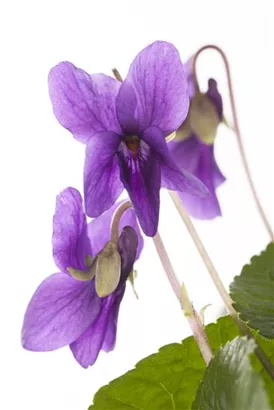 Garten-Duft-Veilchen - Viola odorata 'Königin Charlotte'