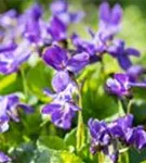 Garten-Duft-Veilchen - Viola odorata 'Königin Charlotte'