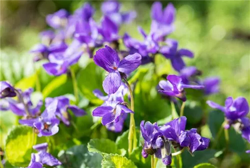 Garten-Duft-Veilchen - Viola odorata 'Königin Charlotte'