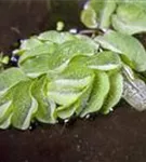 Schwimmfarn - Salvinia natans